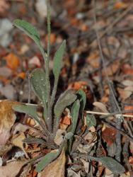 Image: P.B. Heenan © Landcare Research 2014 
